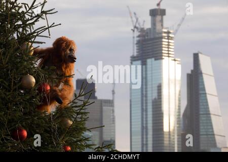 EDITORIAL USE ONLY An ultra-realistic animatronic orangutan climbs a 20ft Christmas Tree at Coin Street Observation Point, London to highlight the threat to the survival of the species due to deforestation caused by palm-oil production, following Iceland&Otilde;s Christmas advert being banned.  Stock Photo