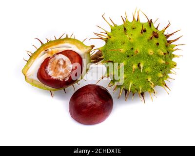 Horse chestnut isolated on white background Stock Photo