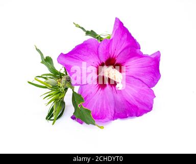 purple hibiscus flower isolated on white background Stock Photo