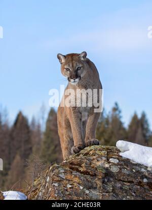 Cougar or Mountain lion (Puma concolor) walking in the winter snow in Montana, USA Stock Photo