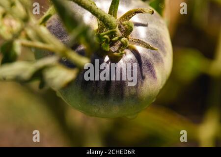 Macro Green Tomato on Vine Stock Photo