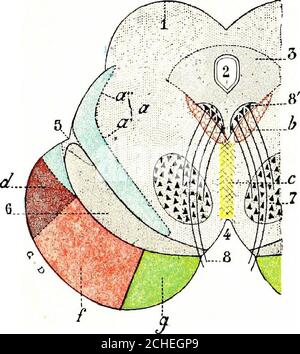 . The nervous system: an elementary handbook of the anatomy and physiology of the nervous system for the use of students of psychology and neurology . this groove thethird cerebral nerves emerge.Where the crura adjoin the ponsthey lie close to one another, butas they pass forwards they diverge,leaving a triangular interpedun-cular space. Internal Structure.—In a trans-verse section across the mid-brainthe aqueduct of Sylvius can beseen near the superior surface (Fig. 56). Grey Matter.—The important masses of grey matter of this region maybe arranged in four groups : (1) the grey matter surroun Stock Photo