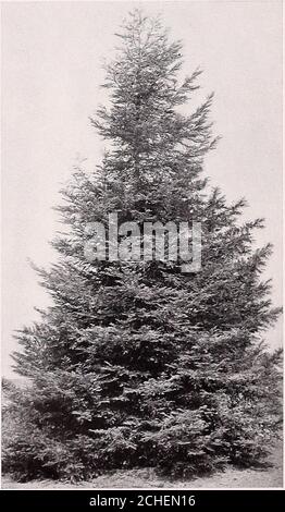 . Armstrong Nurseries . s torreyana. Soledad Pine. A nativeCalifornia Pine, with spreading and sometimesascending branches; branchlets greenish or pur-plish; leaves rigid, dark green, ranging fromeight to twelve inches long; a rather small tree;valued for its great rarity. Balled, 2 to 3 feet, $1.00each, $7.50 per 10. SEQUOIA. California Redwood.Sequoia sempervirens. Redwood. The well-known California Redwoods are among the larg-est and most picturesque trees known. They formhandsome specimens, and are unexcelled for ave-nue planting and for park and garden effects.Boxed, 3 feet, $1.50. Potted Stock Photo