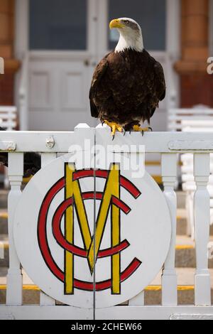 Wolf the Eagle, employed by Wolf Blass Wines as its new mascot, surveys Lord's Cricket Ground, warding off pigeons and seagulls ahead of the ICC Men's Cricket World Cup 2019. Stock Photo