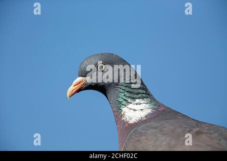Portrait of a Common wood pigeon (Columba palumbus) in spring. Stock Photo