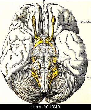 . The nervous system: an elementary handbook of the anatomy and physiology of the nervous system for the use of students of psychology and neurology . 1. A portion of the spinal cord viewed from the leftside. 2. Anterior median fissure, 3. Anterior horn.4. Posterior horn. 7. Anterior root. 8. Posteriorroot, with 8, its ganglion. 9. Spinal nerve. 28 THE NERVOUS SYSTEM VIII. Auditory (s)., connected with the organ of hearing.IX. Glossopharyngeal (s., m.), to tongue and pharynx.X. Pneumogastric or vagus (s., m.), to the viscera. XI. Spinal accessory (m.), a portion joins the vagus; the other port Stock Photo