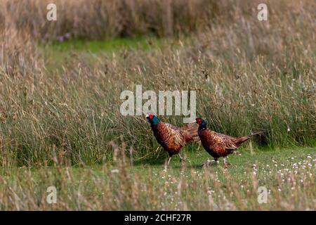 Common Pheasants (Phasianus colchicus) in the salt marshes on the East Frisian island Juist, Germany. Stock Photo