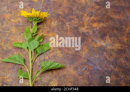 On a brown background sunflower flower, there is a place for text, autumn background,. High quality photo Stock Photo