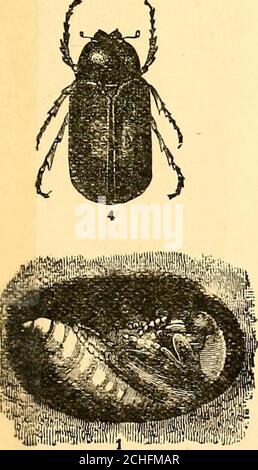 . Injurious insects and the use of insecticides [microform] : a new descriptive manual on noxious insects, with methods for their repression . Fig. 5.—Large Saw-fly, LARViE, Cocoon (d), ani&gt; Adult Insect,Natural Size.. Stock Photo