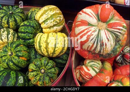 Colorful fall and winter squash and gourds at an American farmers market including heirloom turban squash in a basket Stock Photo