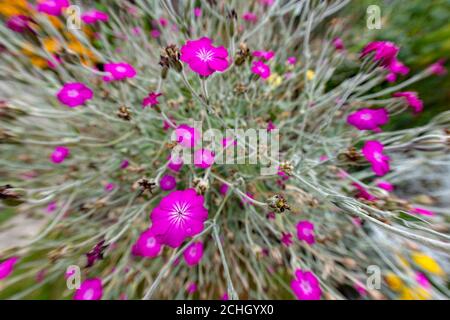 The pink flowers of rose campion Lychnis coronaria Stock Photo