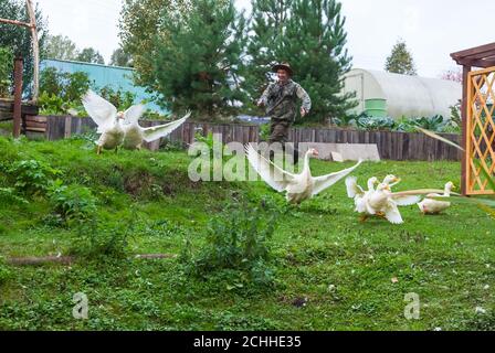 A man farmer in a special suit and a straw hat, smiling and having fun, runs after a flock of white geese and ducks that spread their wings and try to Stock Photo