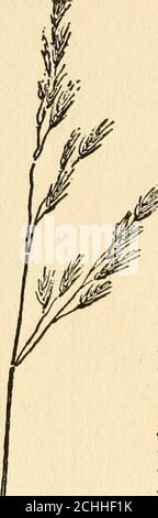 . The book of grasses : an illustrated guide to the common grasses, and the most common of the rushes and sedges . The Book of Grasses. Stock Photo