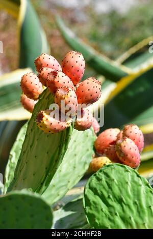 Close up of an indian fig with a cluster of prickly pears on an out of focus background. Exotic fruit and vegetation concept. Stock Photo