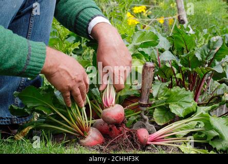 Beta vulgaris 'Chioggia'.  Harvesting beetroot in a back garden vegetable plot. Stock Photo