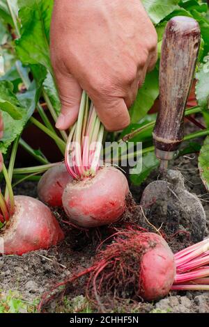 Beta vulgaris 'Chioggia'.  Harvesting beetroot in a back garden vegetable plot. Stock Photo