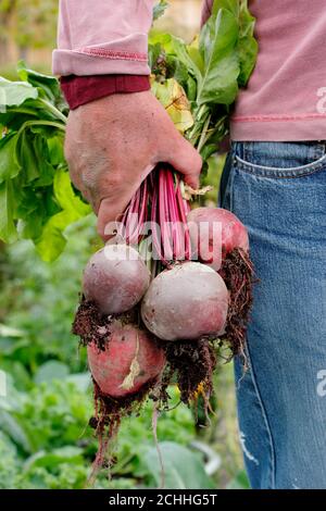 Beta vulgaris. Gardener holding freshly harvested organic beetroot grown in a back garden vegetable plot (pictured). UK Stock Photo