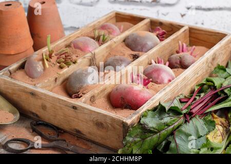 Beta vulgaris. Storing 'chioggia' and 'boltardy' beetroot in sand. UK Stock Photo