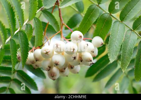 Sorbus cashmiriana  Buy White Berried Kashmir Rowan Trees