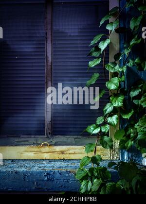 Vine growing on side of abandoned home window, Conshohocken, Pennsylvania, USA Stock Photo
