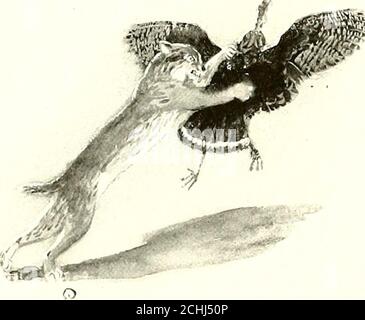 . American animal life . d there are lew birdsot ]>ivv in the forests these poor beasts inhabit, or theywould have very little chance to live, tor the sloths climbway out to the end ot a limb, so they will he sate andout ot the way of the bay lynx, who, like most otheranimal people, counts the sloth a great delicacy. The bay lynx, called also wildcat, bobcat, catamount,and red lynx, is a big, savage, stub-tailed cat, who doesnot hunt in the forests all the time, but also finds foodin clearings, overgrown with brambles, and new growth.lie travels about, feeling under the bushes for rabbitsan Stock Photo