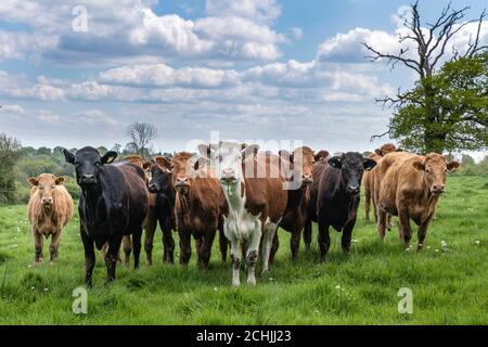 A row of curious cows in a field near Newton Linford, Leicestershire, England. Stock Photo