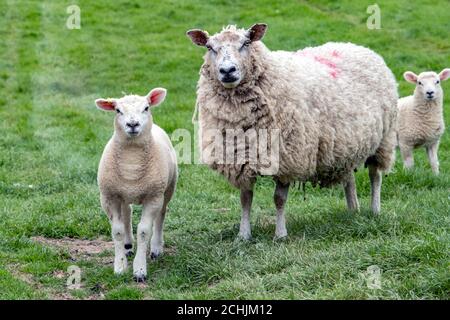 A ewe and her lambs in a Leicestershire field in springtime, England, UK Stock Photo