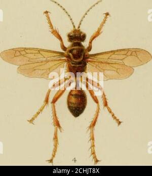 . On the instincts and habits of the solitary wasps . Stock Photo