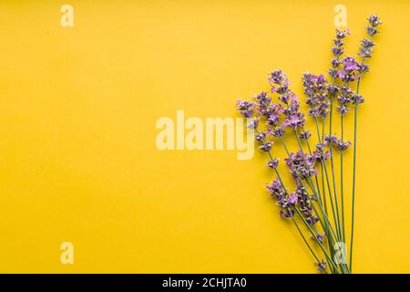 Fresh lavender flowers bouquet on yellow color background. Flatlay purple herbal flower blossom. Bouquet of lavender copy space for text. Lavender Stock Photo