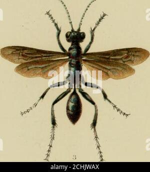 . On the instincts and habits of the solitary wasps . Stock Photo