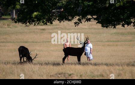 Richmond Park, London, UK. 14 September 2020. People and deer relax in Richmond Park on a hot mid-September day. Credit: Malcolm Park/Alamy Live News. Stock Photo