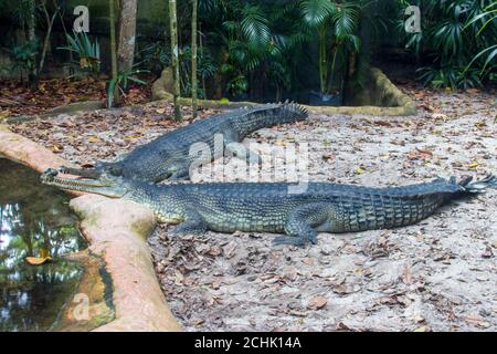 The gharial (Gavialis gangeticus) rests by the pond. It is a crocodilian in the family Gavialidae, native to sandy freshwater river banks.