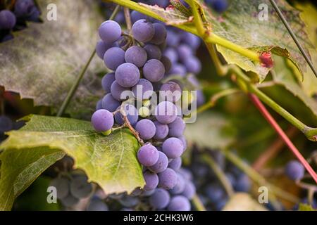 Red grapes with green leaves on a vine. Close up. Stock Photo