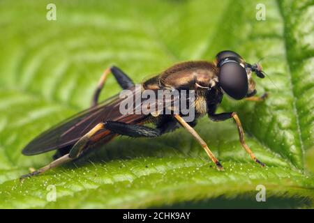 Female Xylota segnis hoverfly resting on bramble leaf Stock Photo