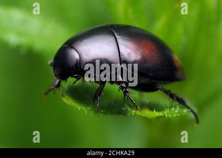 Sphaeridium sp. Beetle at rest on plant leaf Stock Photo