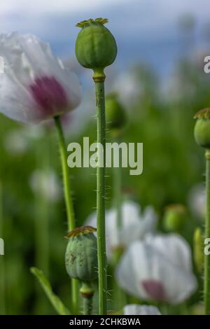 Detail of unripe white Poppy head and flowers.Poppy field. Capsules of poppy in summer blurred background. Agricultural scene. Opium poppy seed heads Stock Photo