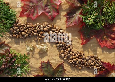 late autumn flat lay of    brown  coffee beans , red leaves of maple  and green twig on craft paper as background with shadow Stock Photo