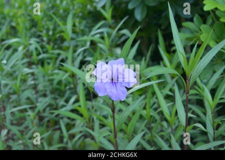Single blue ruellia simplex blossoms in middle of the grassland in garden Stock Photo