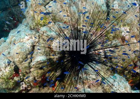 Invasive species of long spine sea urchin, Diadema setosum, with juvenile Chromis chromis fishes sheltering Gokova Bay Turkey Stock Photo