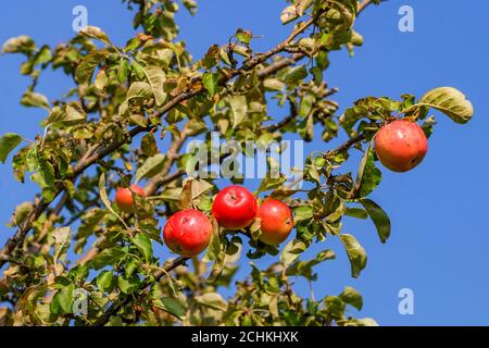 Red ripe apples on a tree branch Stock Photo