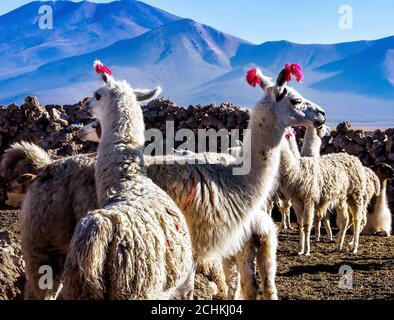 Portrait of a male and female lamas close-up Stock Photo