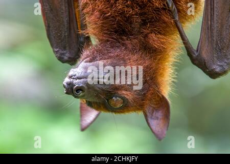 The closeup image of Malayan flying fox (Pteropus vampyrus). a southeast Asian species of megabat, primarily feeds on flowers, nectar and fruit. Stock Photo