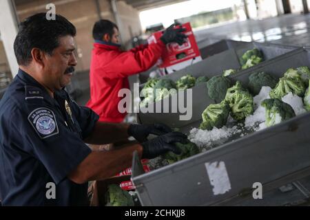 A U.S. Customs and Border Protection agriculture specialist looks Stock ...