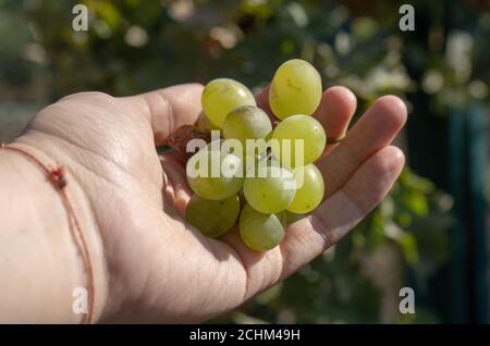 White wine grape harvest in a garden in a hand Stock Photo