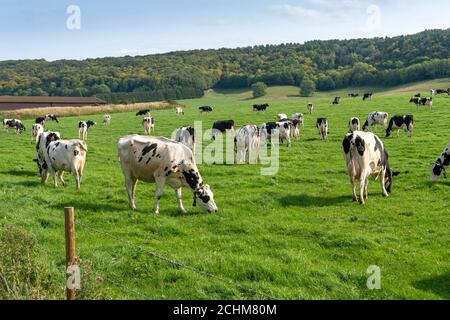 Cows grazing in a field, eating grass. Stock Photo