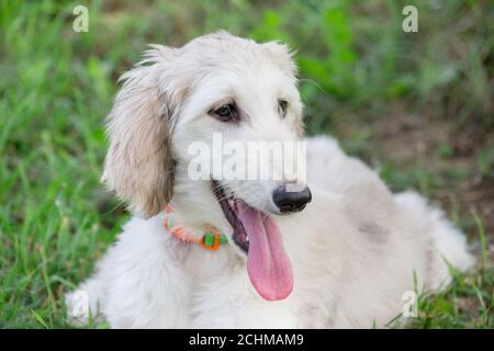 Portrait of cute afghan hound puppy in the summer park. Close up. Three month old. Pet animals. Purebred dog.