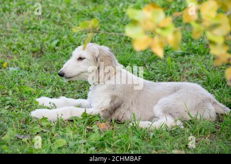 Cute afghan hound puppy is lying on a green grass in the autumn park. Close up. Three month old. Pet animals. Purebred dog.