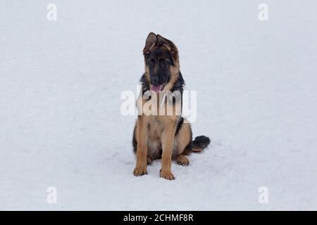 Cute german shepherd dog puppy is sitting on a white snow in the winter park. Three month old. Pet animals. Purebred dog. Stock Photo