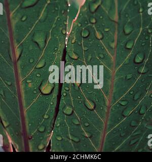 Dark underside of leaves with strong veins and raindrops, abstract background Stock Photo