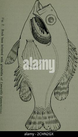 . Pearls and pearling . attach them-selves to the gills of one of these fish in forty minutes. The large mouth black bass is also well suited for someglochidia. From 500 to 1,000 glochidia have attachedthemselves to the gills of a black bass in twenty minutes.A view of a rock bass infected with glochidia of Lampslisligamentinus may be seen in Figure 7. Small mouth black bass, crappie, yellow perch, roachand blue gill sunfish are all very susceptible to infectionwith glochidia, and the parasites generally attach to thefilaments of the gills. The German carp is different. The glochidia do notatt Stock Photo
